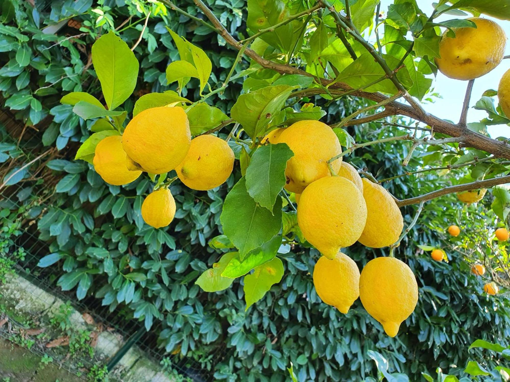 Casa Rosellina Sorrento Βίλα Εξωτερικό φωτογραφία